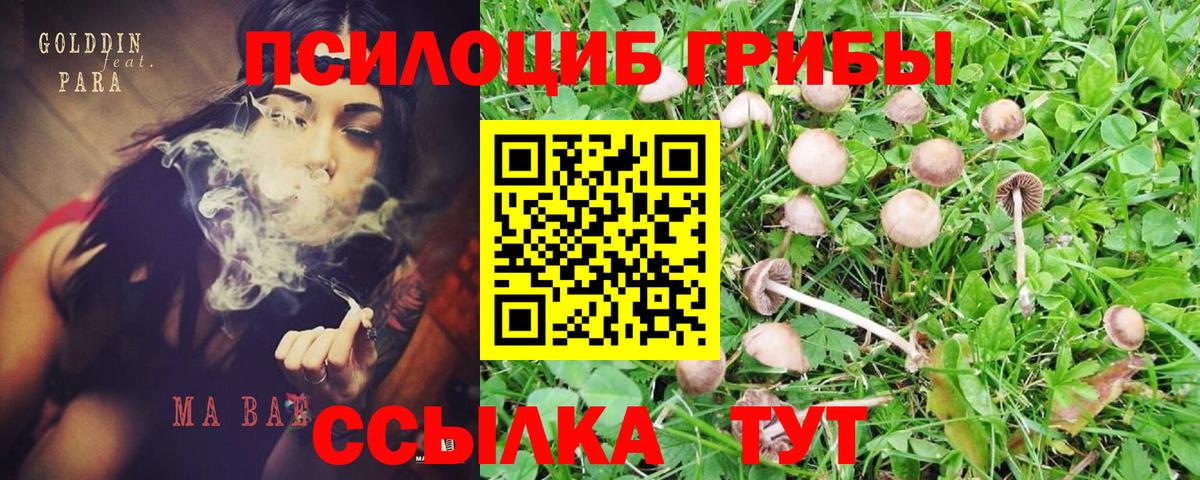 продажа наркотиков  Лениногорск  Галлюциногенные грибы MAGIC MUSHROOMS 