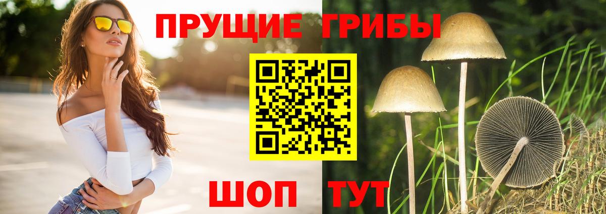 Лениногорск  Псилоцибиновые грибы Psilocybine cubensis  Вход с VPN 